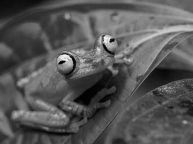 Monitoreos de Fauna